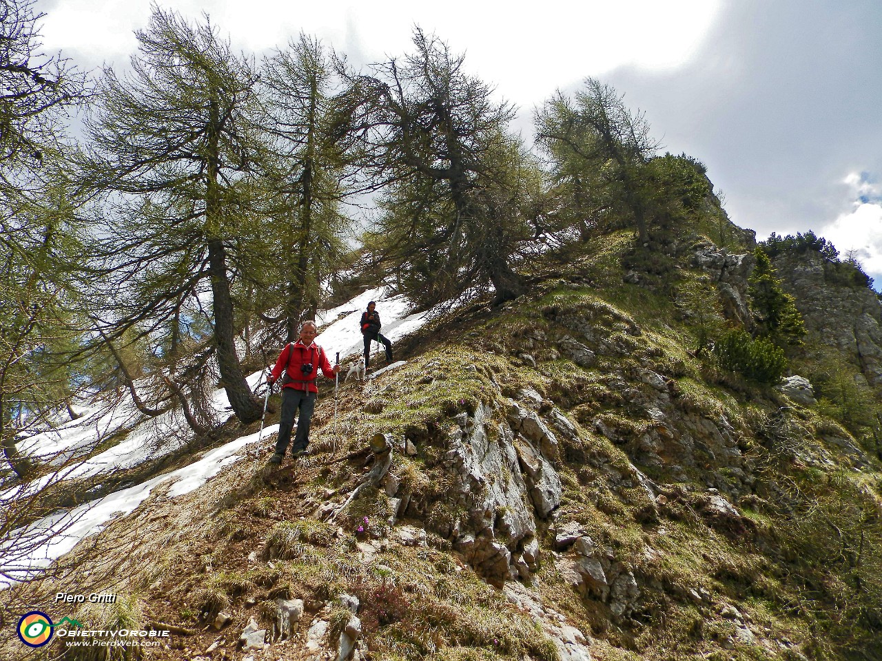 83 Scendendo tra i pini cembri (foto Davide)....JPG